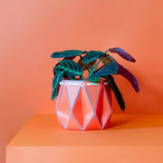 ポッターポット コーラル 15CM